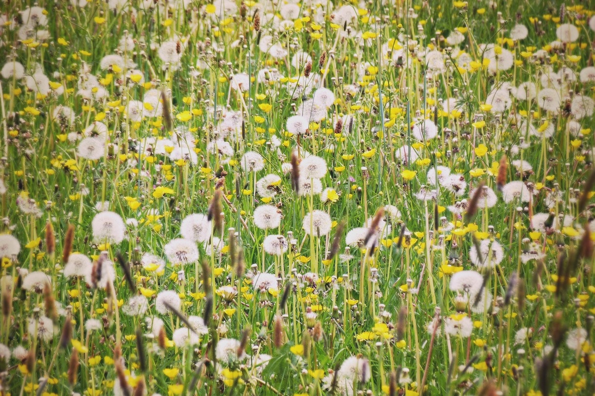 Flowers in a field by Jim Champion